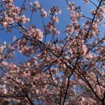 井の頭公園　河津桜